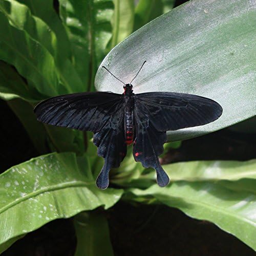 Siyah Kelebek - Tuval Tarzı Sarılmış 12 x 12 Fotoğraf Sanat Baskı